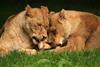 Lions