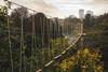 Go Ape forest adventure to open in Battersea Park