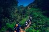 Tenerife Walking Festival to return in 2016 %7C A route from the Tenerife Walking Festival