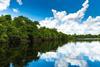 The Amazon Rainforest