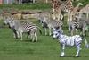 Zebras