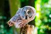 Great Grey Owl