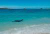 Sea lion%2C Galapagos