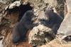 Bear cubs at Woburn