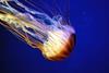 A blue jelly fish