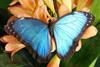 A Blue Morpho