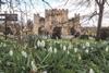 Hever Snowdrops