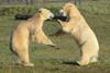 Yorkshire Wildlife Park