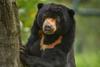 Sun Bear