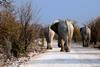 Elephants in Botswana
