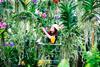 Orchid Festival