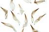 White lotus petals%2C Vietnam. From %E2%80%98The Flora of War%E2%80%99 %C2%A9 Lee Karen Stow
