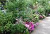 Elizabeth Gaskell's House and Garden