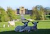 Lambs at Blenheim