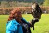 Falconry experience