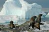 Travel agents have reported an increase of 43 per cent in cruises booked to the Antarctica