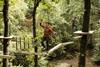 Treetop Trek