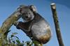 Longleat Koala Creek