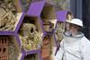 Camilla with bee hotel