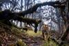 Wildlife Photographer of the Year exhibition