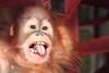 Rieke the orangutan