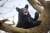 Bear at Woburn Safari Park