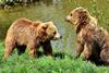 European brown bears