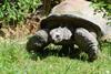 Tortoise