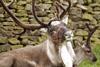 Reindeer