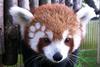 Drusillas Park's April Fool prank