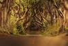 The Dark Hedges