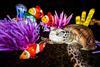 Longleat's Festival of Light