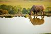 Port Lympne Hotel & Reserve The African Experience