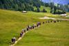 A group hiking