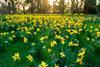 RHS Garden Wisley