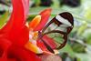 Stratford Butterfly Farm