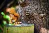 Red squirrel spotting