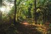 Sherwood Forest