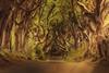 The Dark Hedges