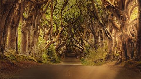 The Dark Hedges