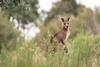 Kangaroo, Australia