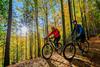 Cycling in the Forest of Dean