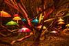 Lost Gardens of Heligan Night Trail 2022