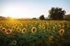 Summer flowers