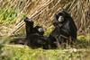 Marwell Zoo, Hampshire