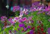 Summer flowers
