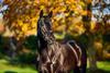 The National Stud, Newmarket