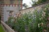 Sweet Pea Season at Easton Walled Gardens