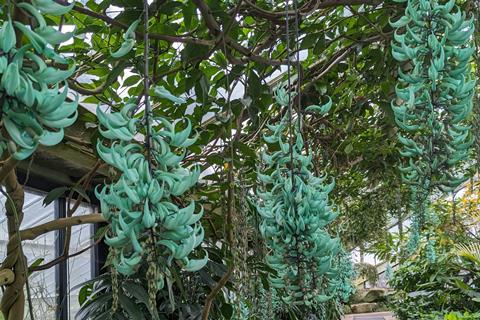 The colourful jade vines at the Royal Botanic Gardens, Kew