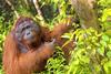 An orangutan in Borneo